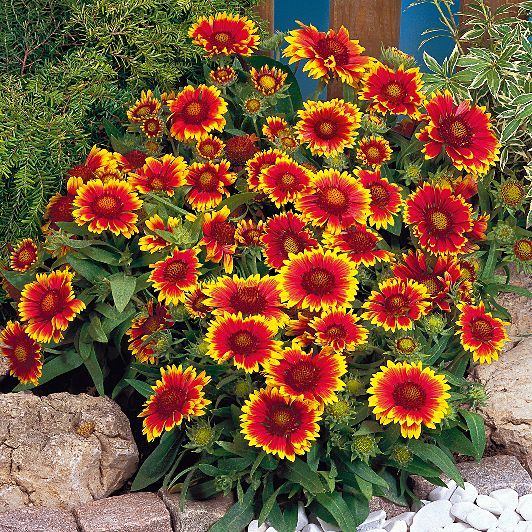 GAILLARDIA – GOBLIN * SUN WORSHIPER * HIGH HEAT TOLERANT * E-Z TO GROW *
