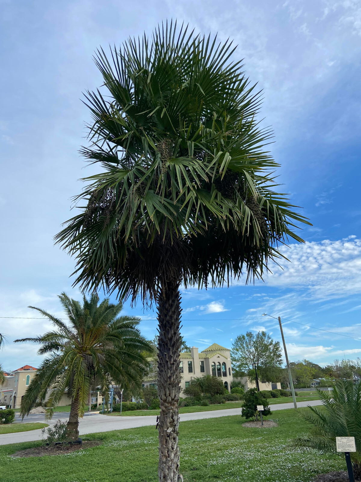 Copernicia prunifera Seeds – Caranauba Palm