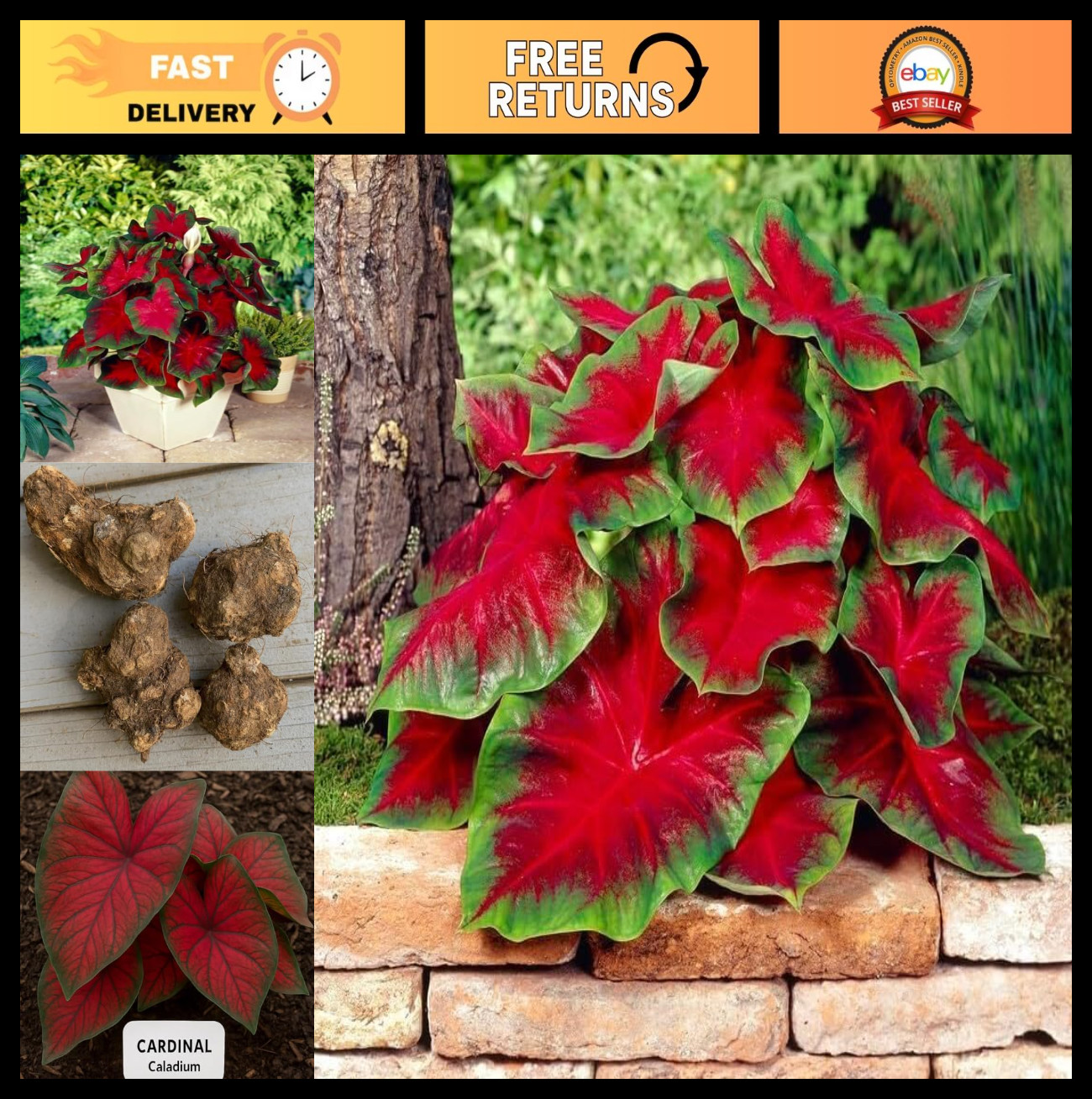 “Florida Cardinal Caladium Bulbs – Perennial Planting, Hosta, Elephant Ears (5 P
