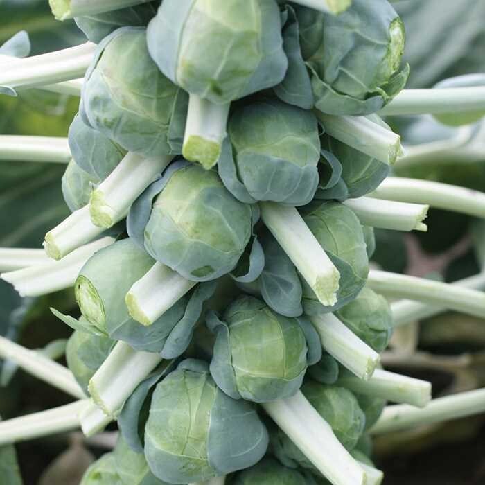 25 Brussel Sprout Seeds: Jade Cross Brussel Sprouts Fresh Seed, FREE SHIPPING