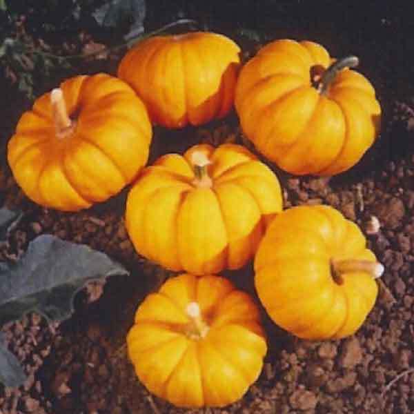 Jack Be Little Pumpkin Seeds (6-13 oz.), Cucurbita pepo