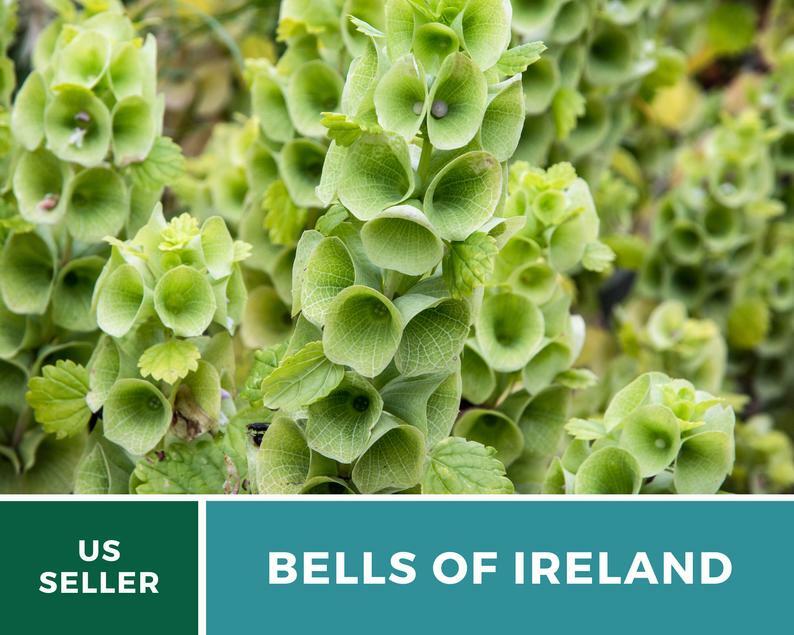 Bells of Ireland – 100 Seeds – Sow Spring or Fall – GMO Free (Molucella laevis)