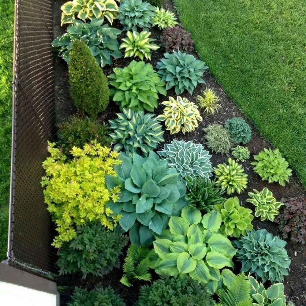 150+ Hostas Seed Midnight Blue for Planting Outdoors-Rare Hostas Seeds Dark Blue