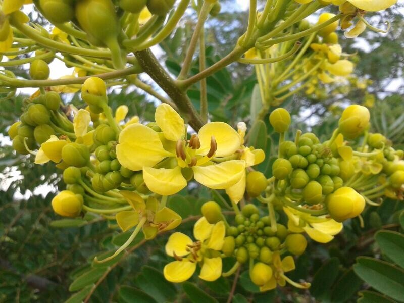 Senna Siamea 500 Seeds, Cassia Kassod, Thailand Garden, Flowering Shower Tree