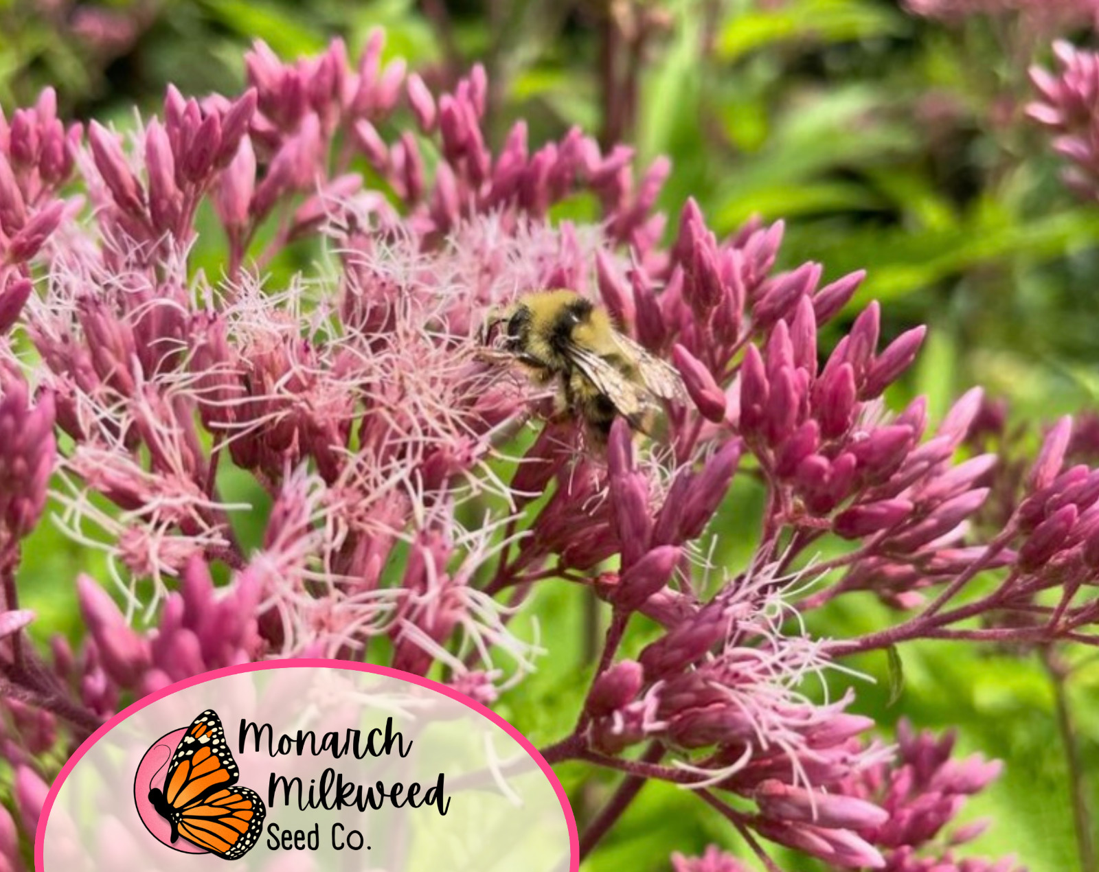 950+ Joe Pye Weed ‘Spotted’ Seeds | Native Perennial Wildflower Seed for Gardens