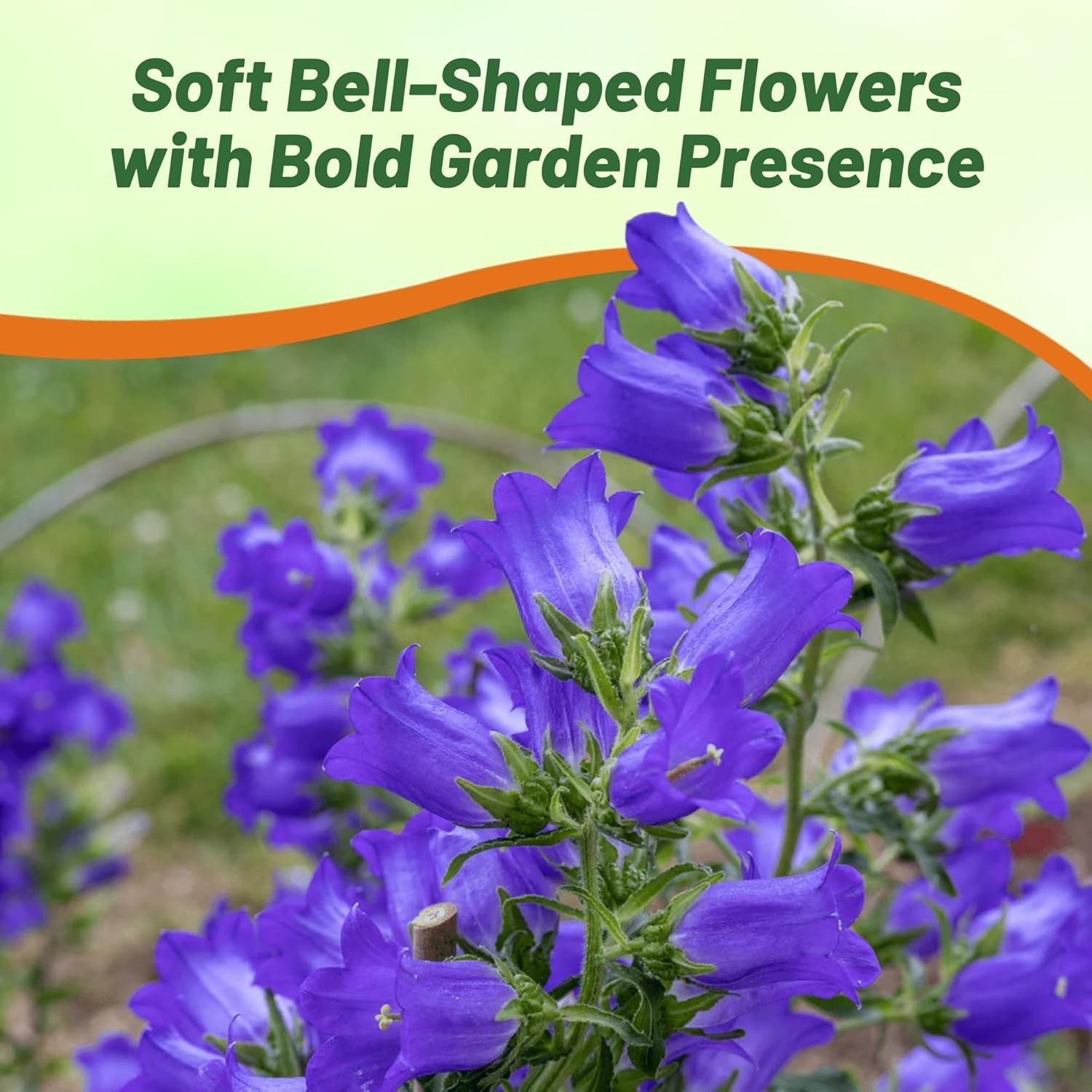 5000 Seeds Canterbury Bells Seed – Campanula Medium Blue Flower Seeds