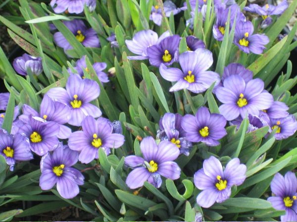 30+ Blue Eyed Grass Flower Seeds / Drought Tolerant Perennial / Sisyrinchium