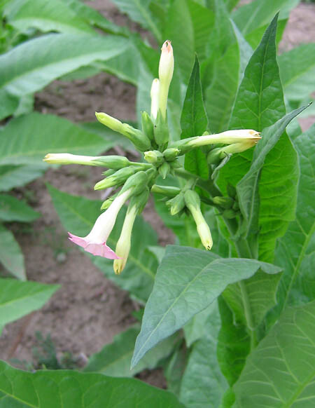 1000 Perique Tobacco Seeds ~ Heirloom Nicotiana Tabacum ~ Distinctive Flavor!