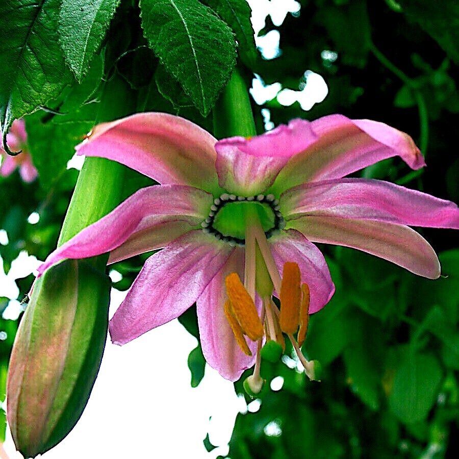 10 BANANA PASSIONFRUIT SEEDS (Passiflora Mollissima) Fast Flower Vine Plant RARE