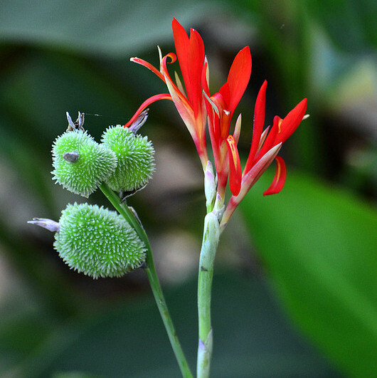20 Canna indica ‘Indian Shot’ viable seeds
