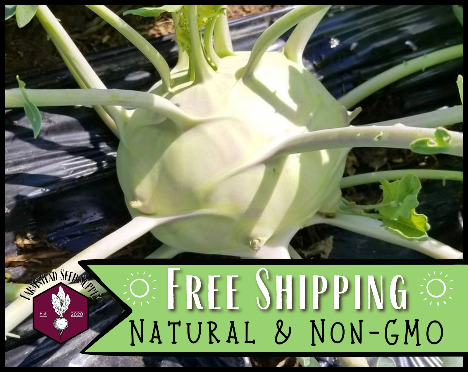 2,600+ Kohlrabi Seeds [Early White Vienna] Heirloom Vegetable Garden, Non-GMO