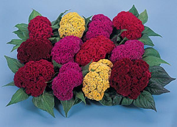 Celosia Amigo Series Mix Annual Seeds