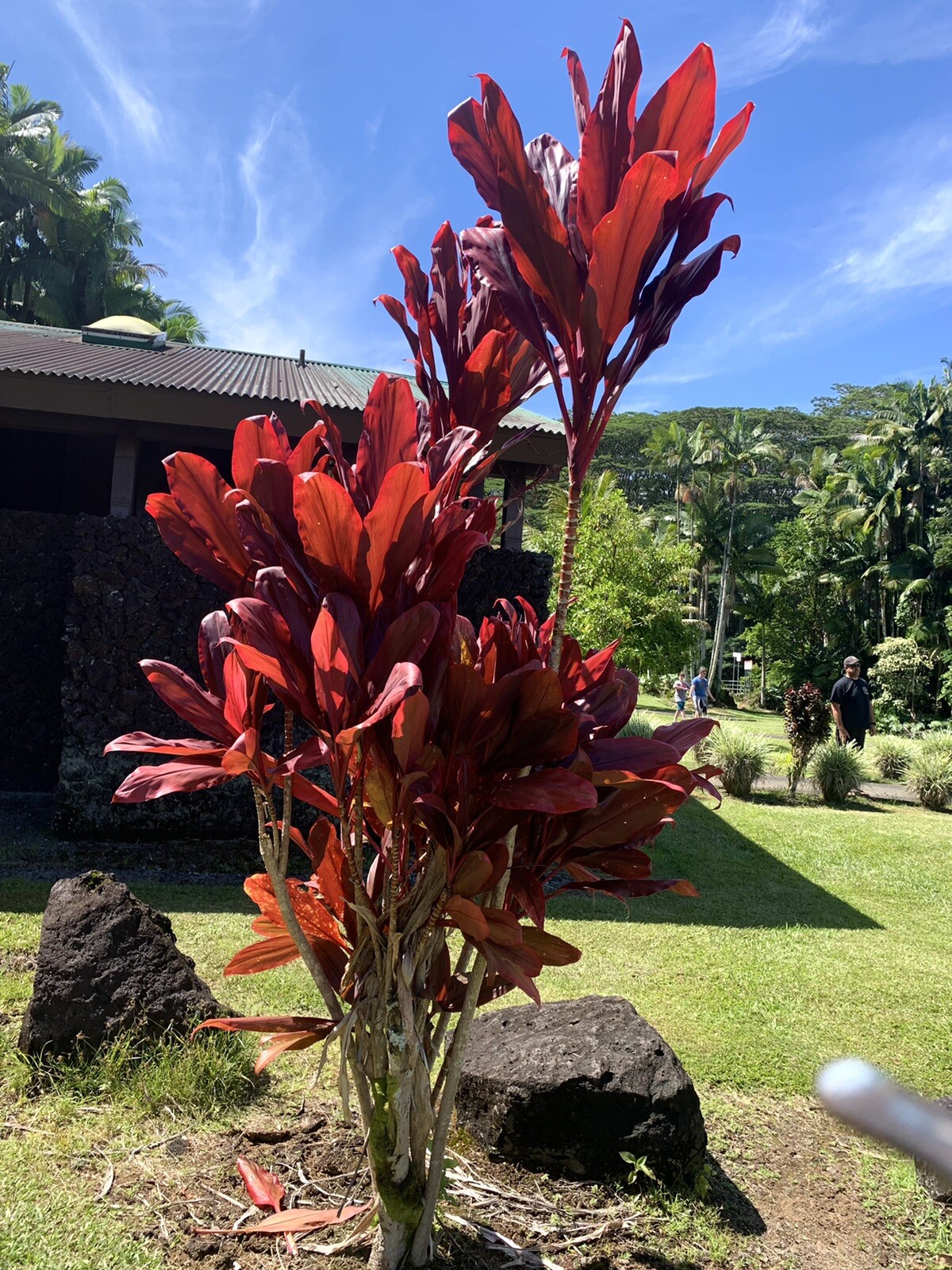 Red Ti Plant, Hawaiian Ti, Cordyline Fruticosa – 10 seeds 2023 – USA