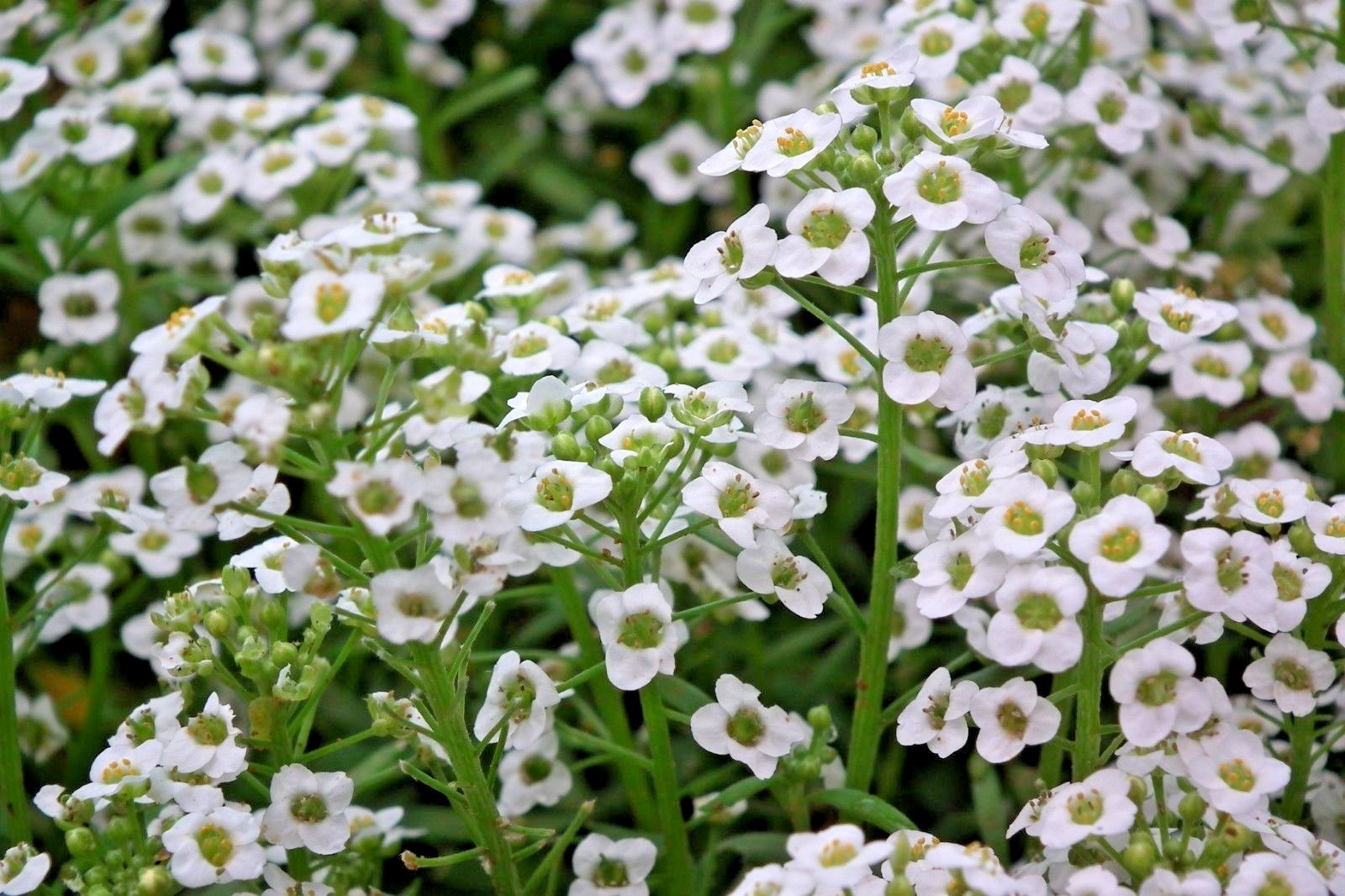 1501+TALL SWEET ALYSSUM Flower Seeds Drought Heat Groundcover Container Easy