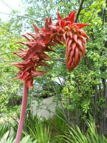Melianthus Major Shrub 5 Seeds, Exotic Fragrant Giant Honey Bush, Garden Plants
