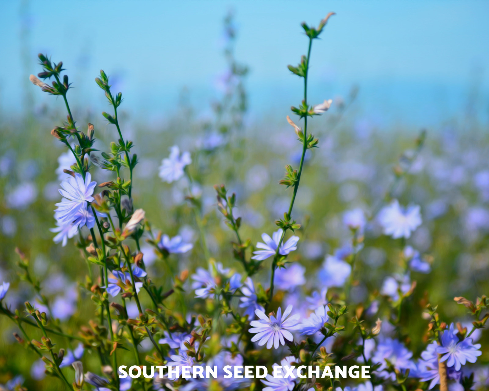 Chicory – 200 Seeds – Wildflower – Medicinal Herb – GMO Free (Cichorium Intybus)
