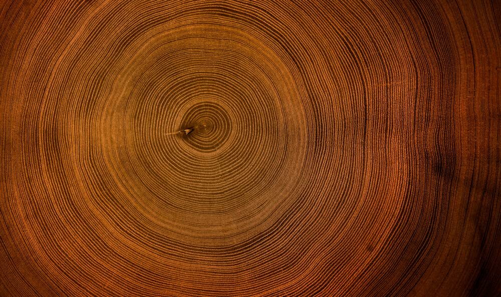 5 Rich Mahogany Tree Seeds to Plant – Highly Valued Lumber