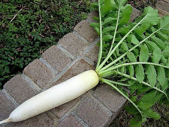 300++ Organic Daikon Radish Japanese Minowase Chinese radish Củ cải trắng 2023