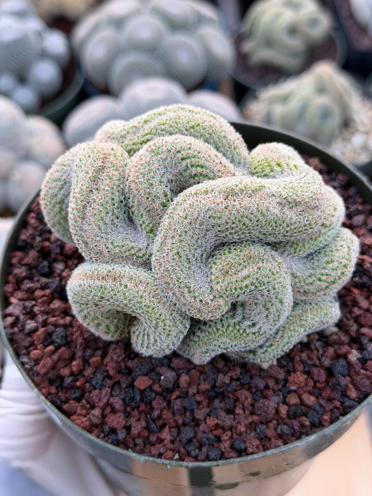 Crested Mammillaria | Rare Collector Cactus | Live Plant