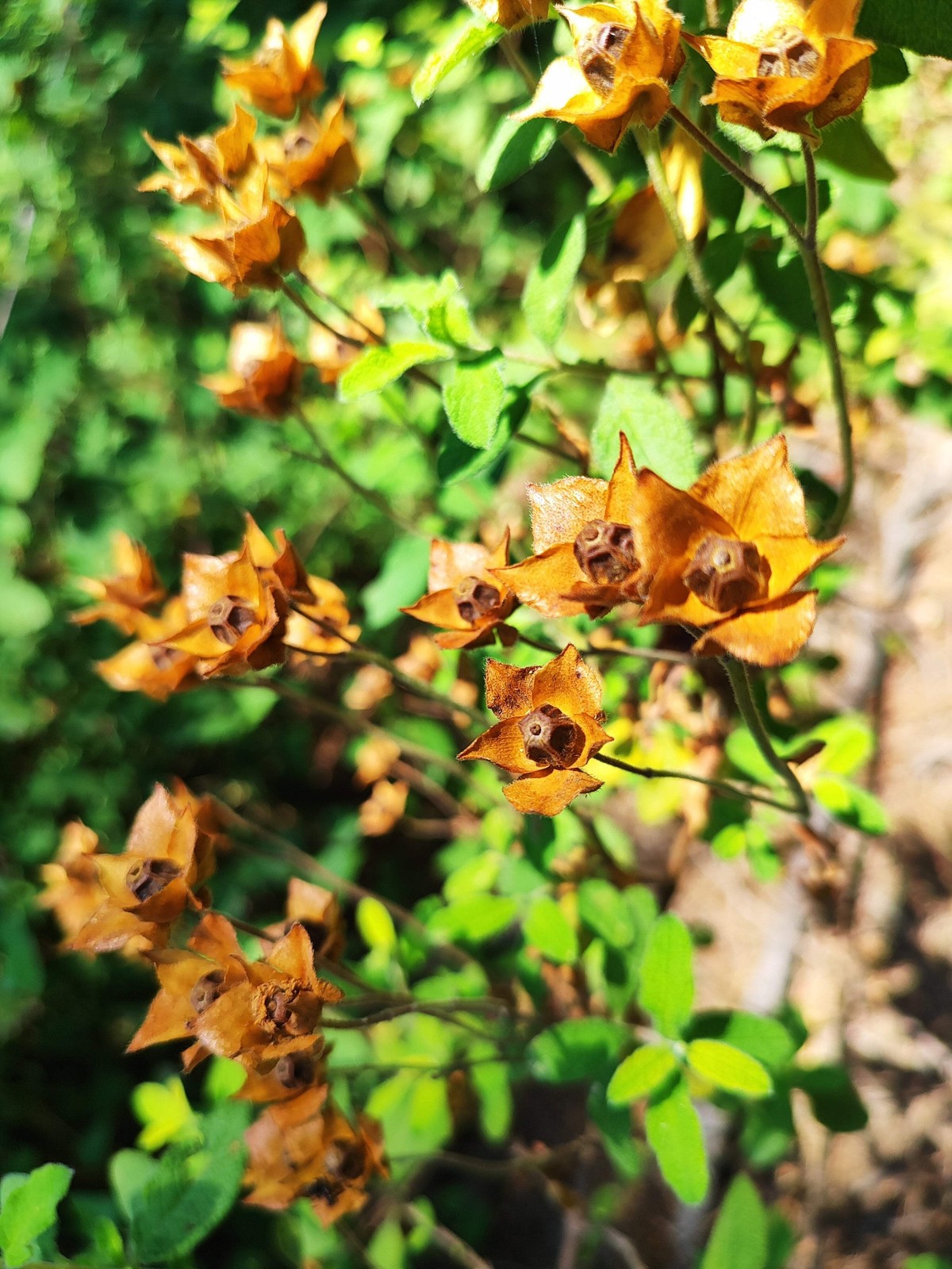1000 Yellow SEEDBOX Water Primrose Rattlebox Ludwigia Alternifolia Flower Seeds