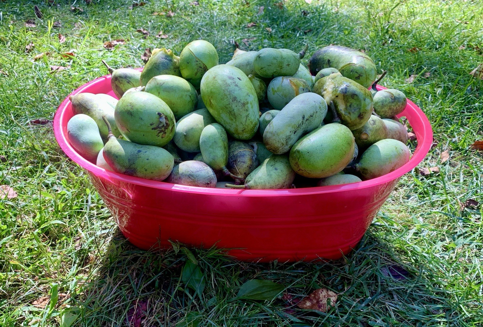10 Stratified 2025 Wild Ohio Paw Paw Fruit Tree Seeds Asimina Biloba