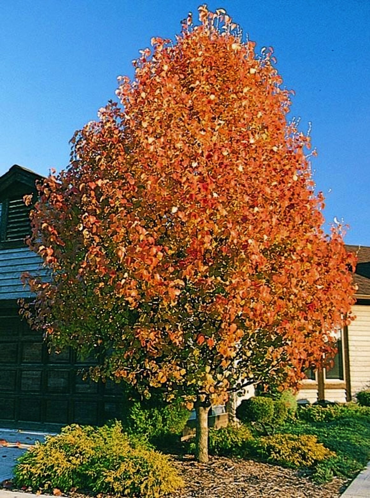 The Pear Tree | Premium Seeds | Pyrus communis ‘Spring’ | Plants’®