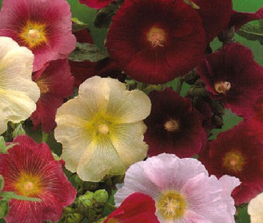 HOLLYHOCK INDIAN SPRING MIXED COLORS Alcea Rosea – 300 Bulk Seeds