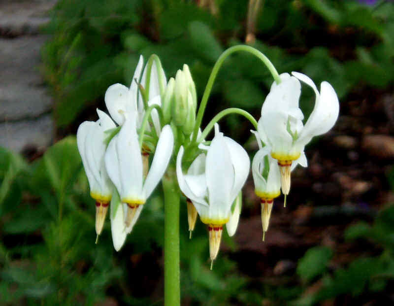 Shooting Star 5 roots perennial