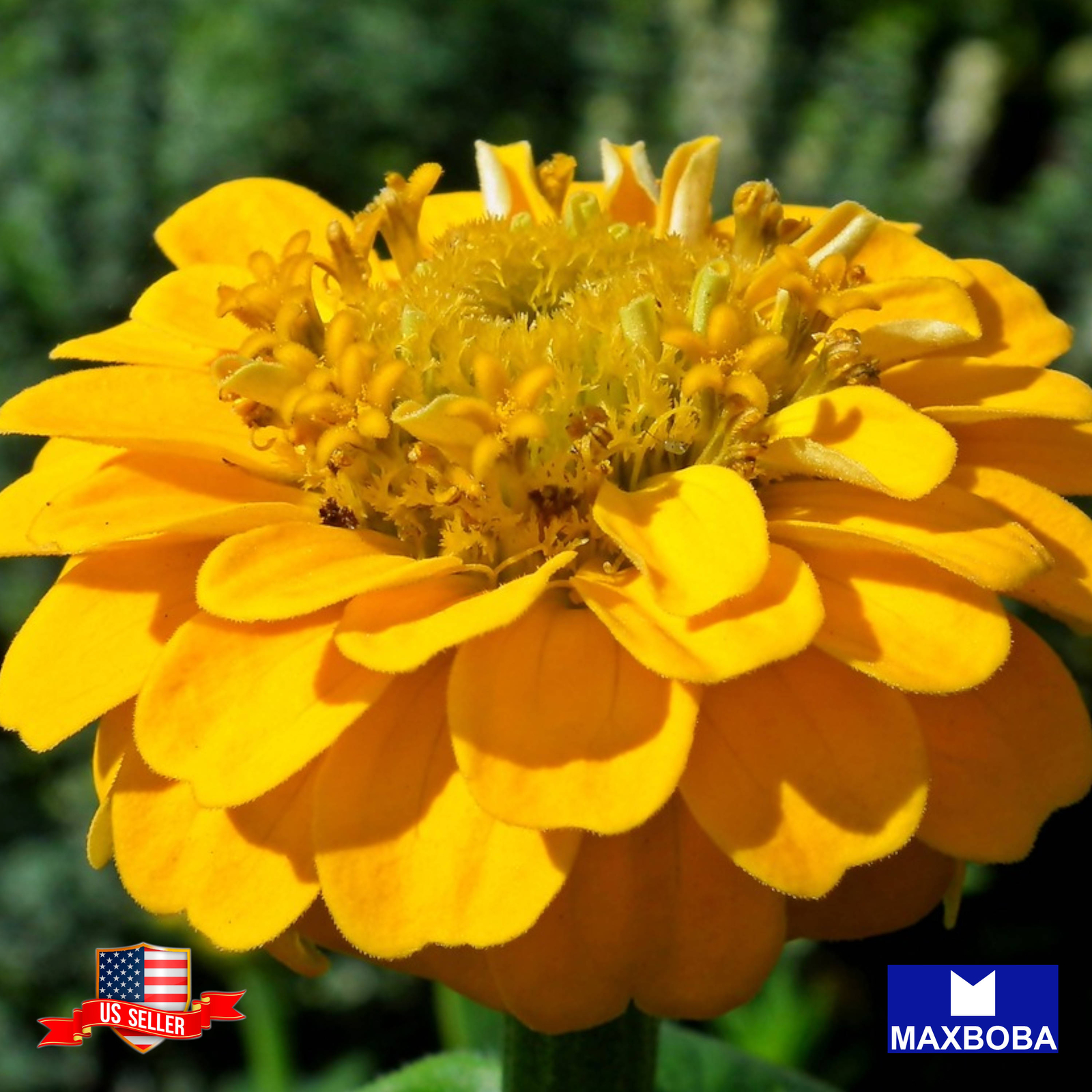 Zinnia Seeds Canary Bird Non-GMO Heirloom