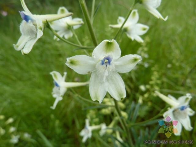 200+ Peacock Larkspur Delphinium Seeds for Garden – USA – FREE SHIPPING!