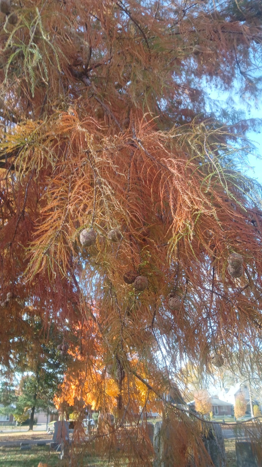 ☆100☆ Bald Cypress Tree Seeds for Planting