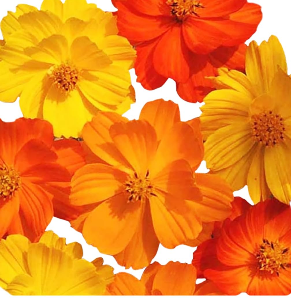 Cosmos Seeds in a Mixture of 11 Varieties – Long Blooming Period in All Zones…