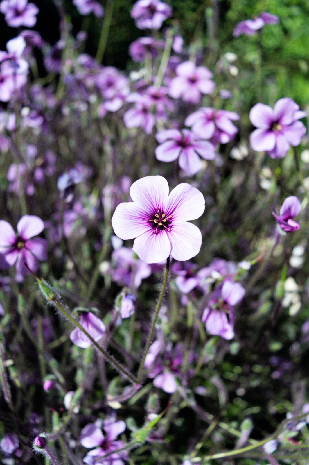 10 WHITE MADEIRA GERANIUM Maderense Cranesbill Giant Herb Robert Pink Eye Seeds