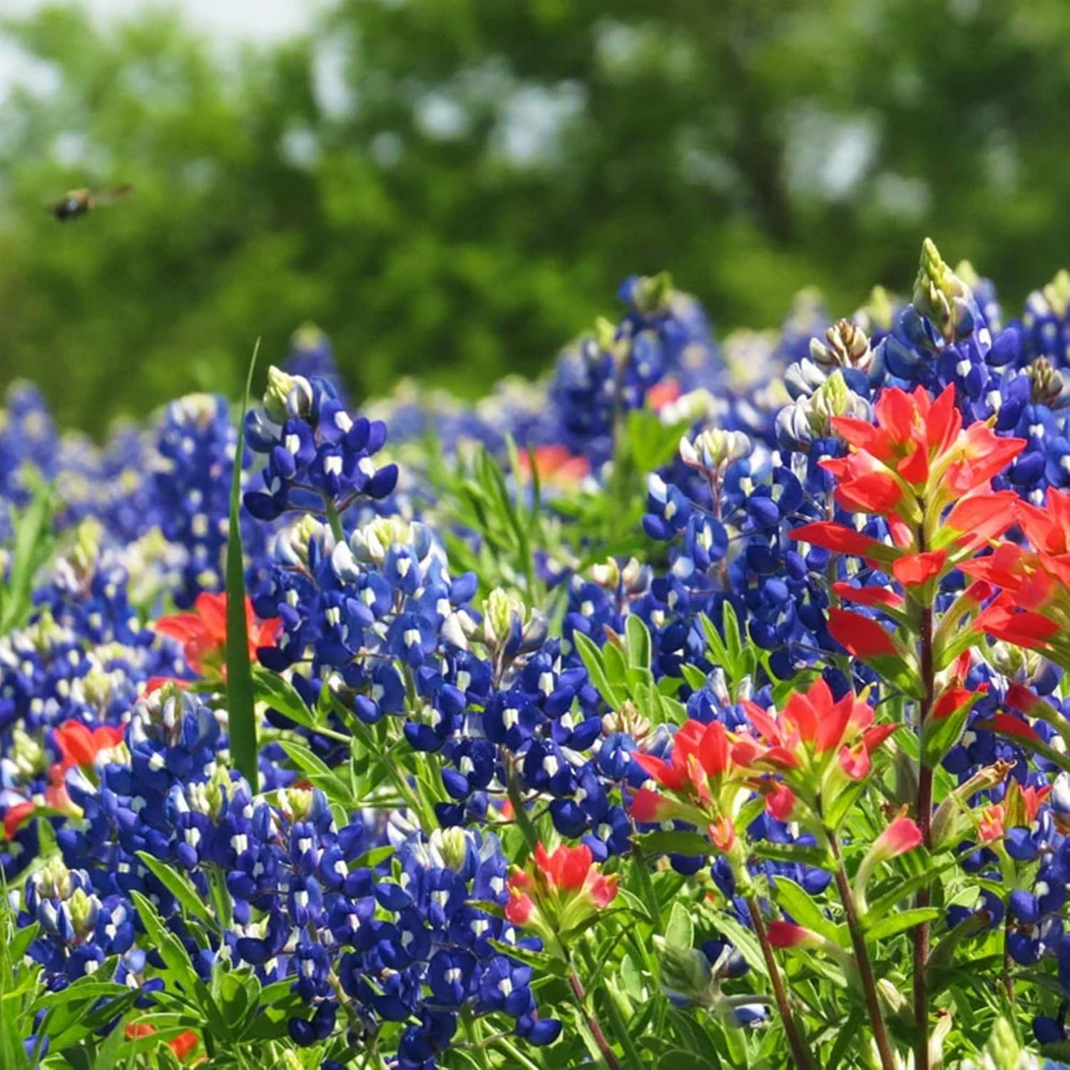 1000+ Texas Bluebonnet Seeds for Planting – Annual Lupinus Texensis, Heirloom…