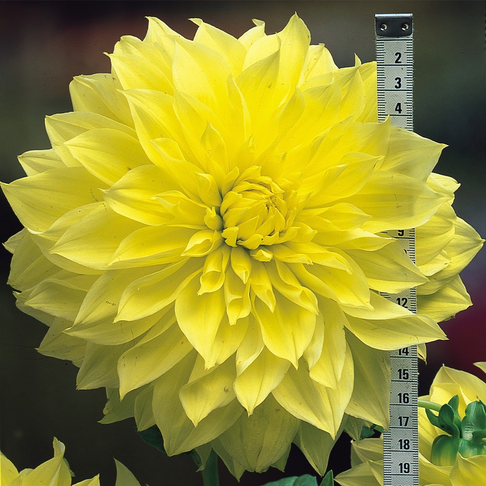 1 Dahlia Kelvin Floodlight 1Live Flower Plant Bulb Tuber YELLOW Dinner plate
