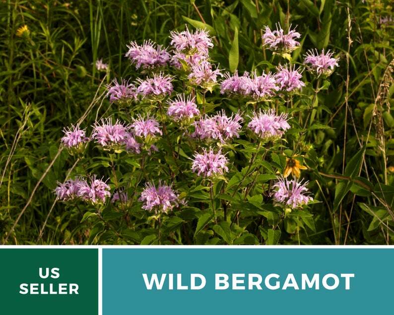 Bee Balm, Wild Bergamot – Mintleaf – 100 Seeds, Heirloom Herb (Monarda fistulosa