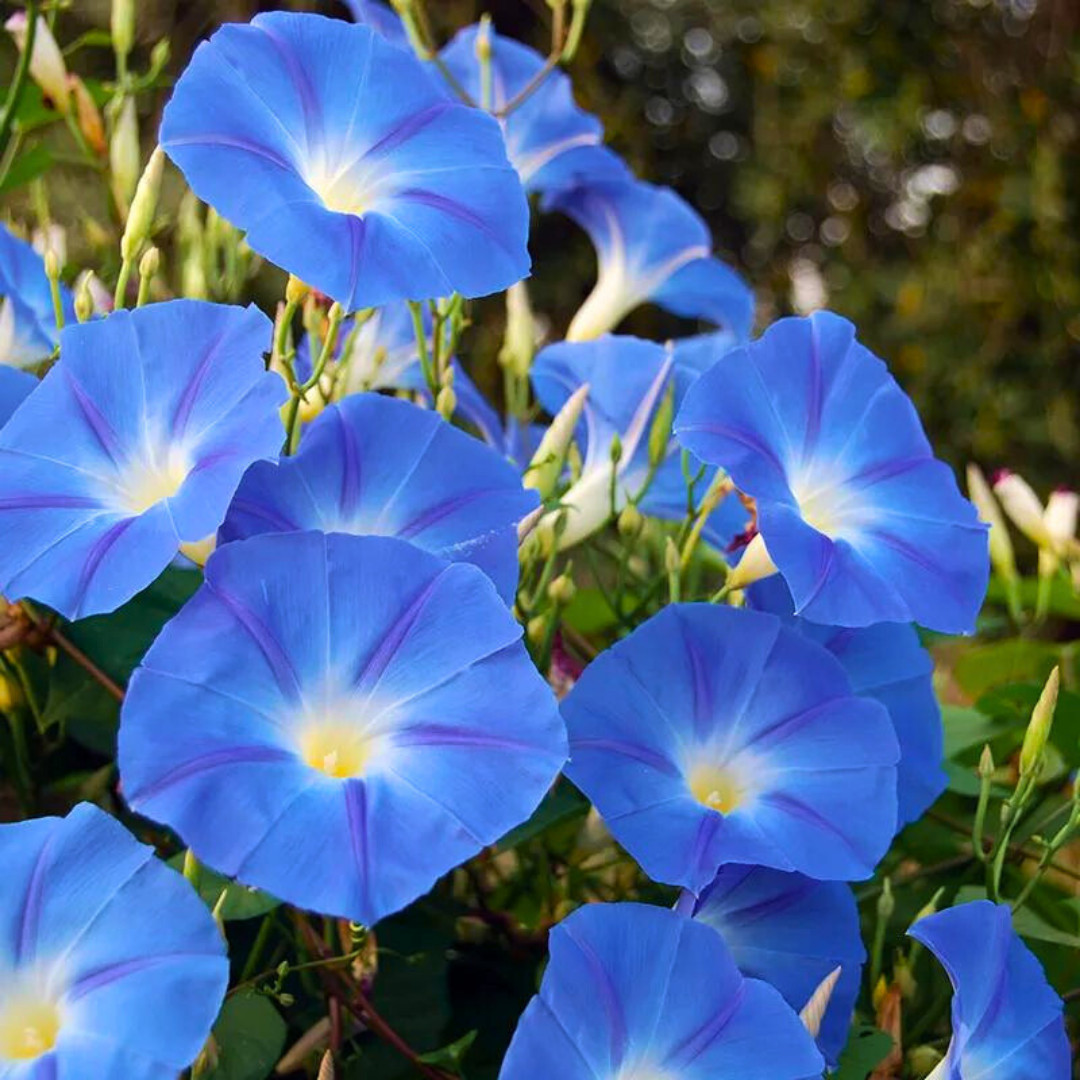 Fresh Morning Glory Seeds | Heavenly Blue | Heirloom Non-GMO | Flower Seeds
