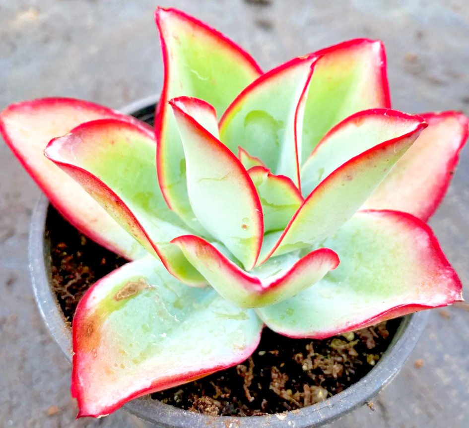 Echeveria Subrigida “Fire and Ice” hen and chicks exotic plant seed 50 SEEDS