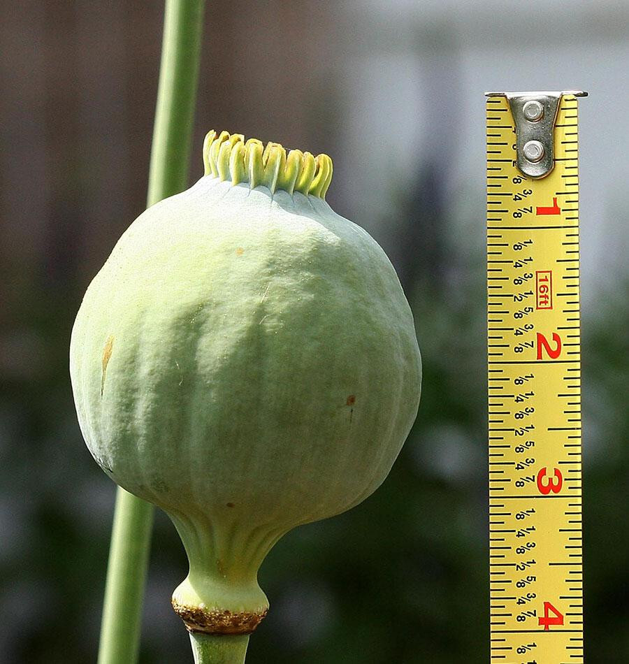 1,000 Qis Bowling Ball Poppy Seeds – The Largest P. Somniferum Poppy Fresh Seeds