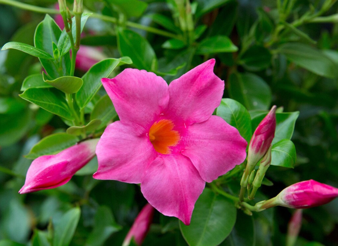 Set 2 Pink Mandevilla Plant – 4-6″ Tall – Tropical Flowering Vine for Garden