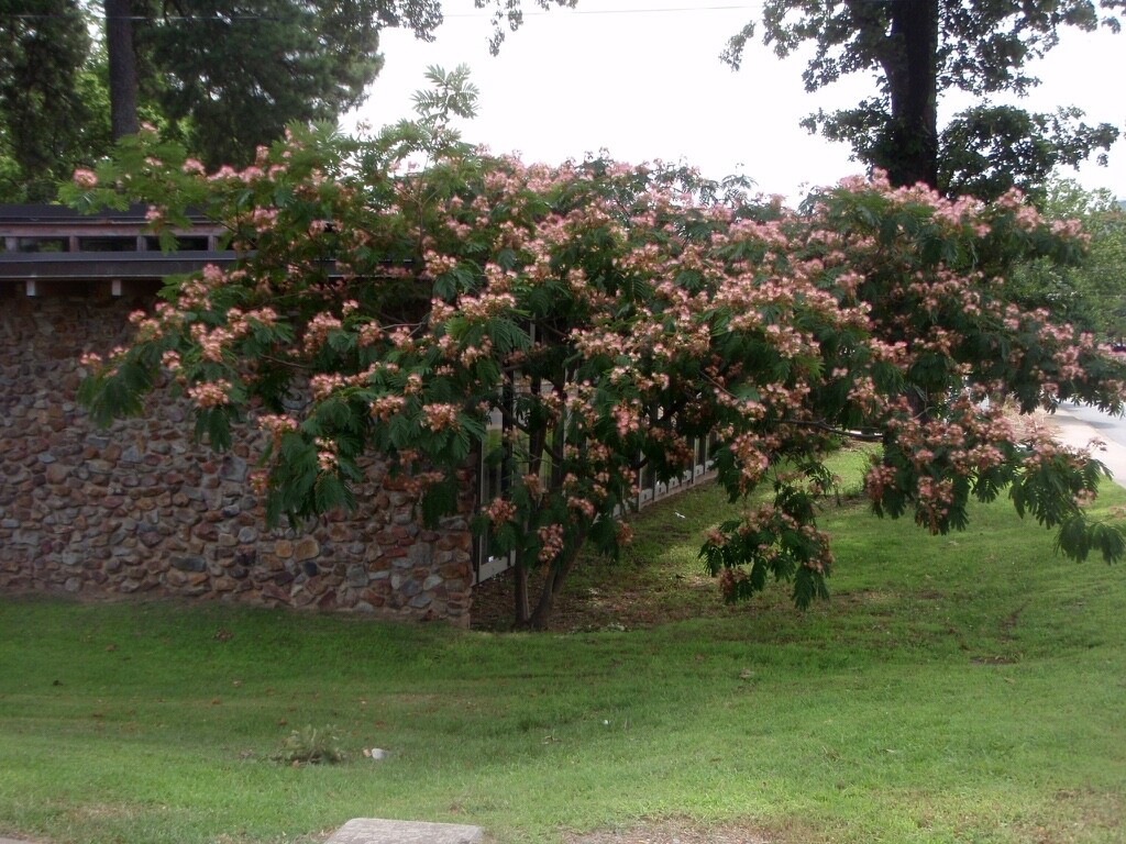 20 Mimosa Tree Seeds (Albizia julibrissin) Persian Pink Silk Flower Plant Bonsai