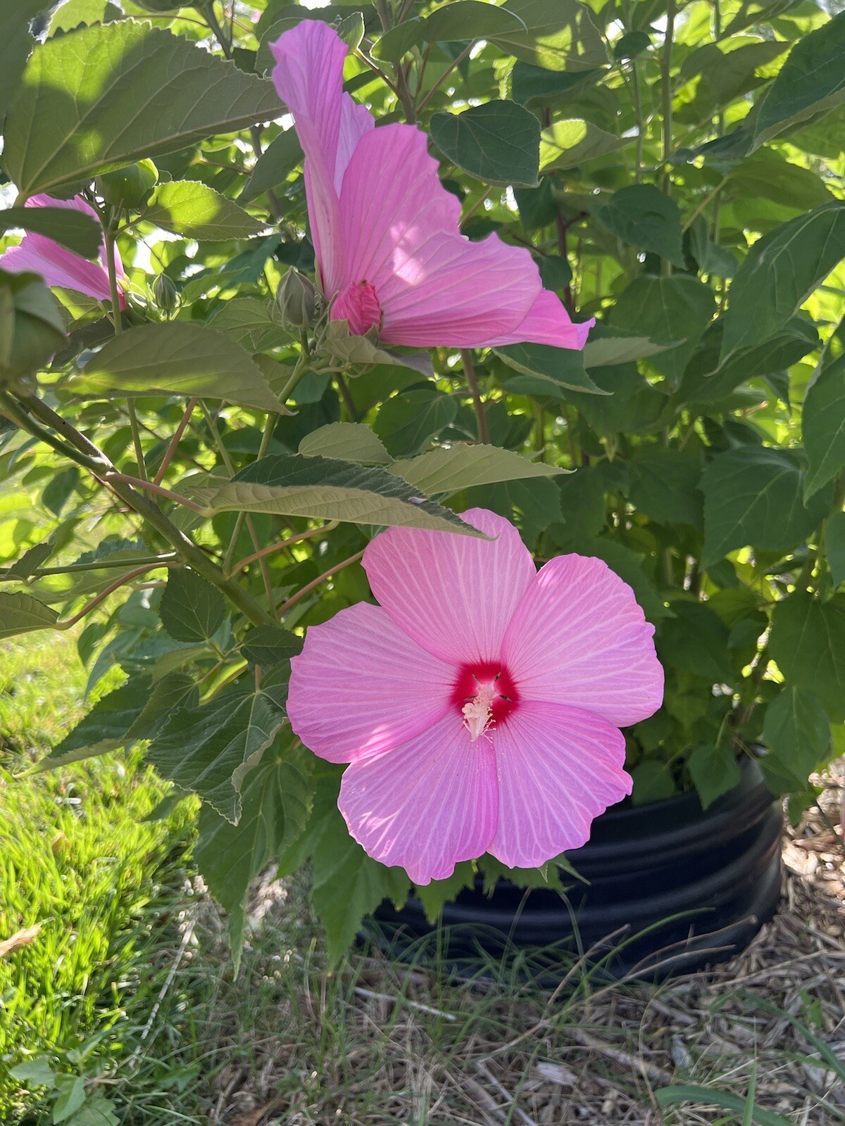 Hibiscus, Giant Hardy Hibiscus Seeds 25+/Packet Mixed Colors, Dinner Plate Sized