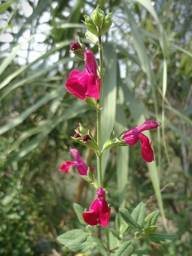 Salvia macrophylla | Andean Sage | 5 Seeds
