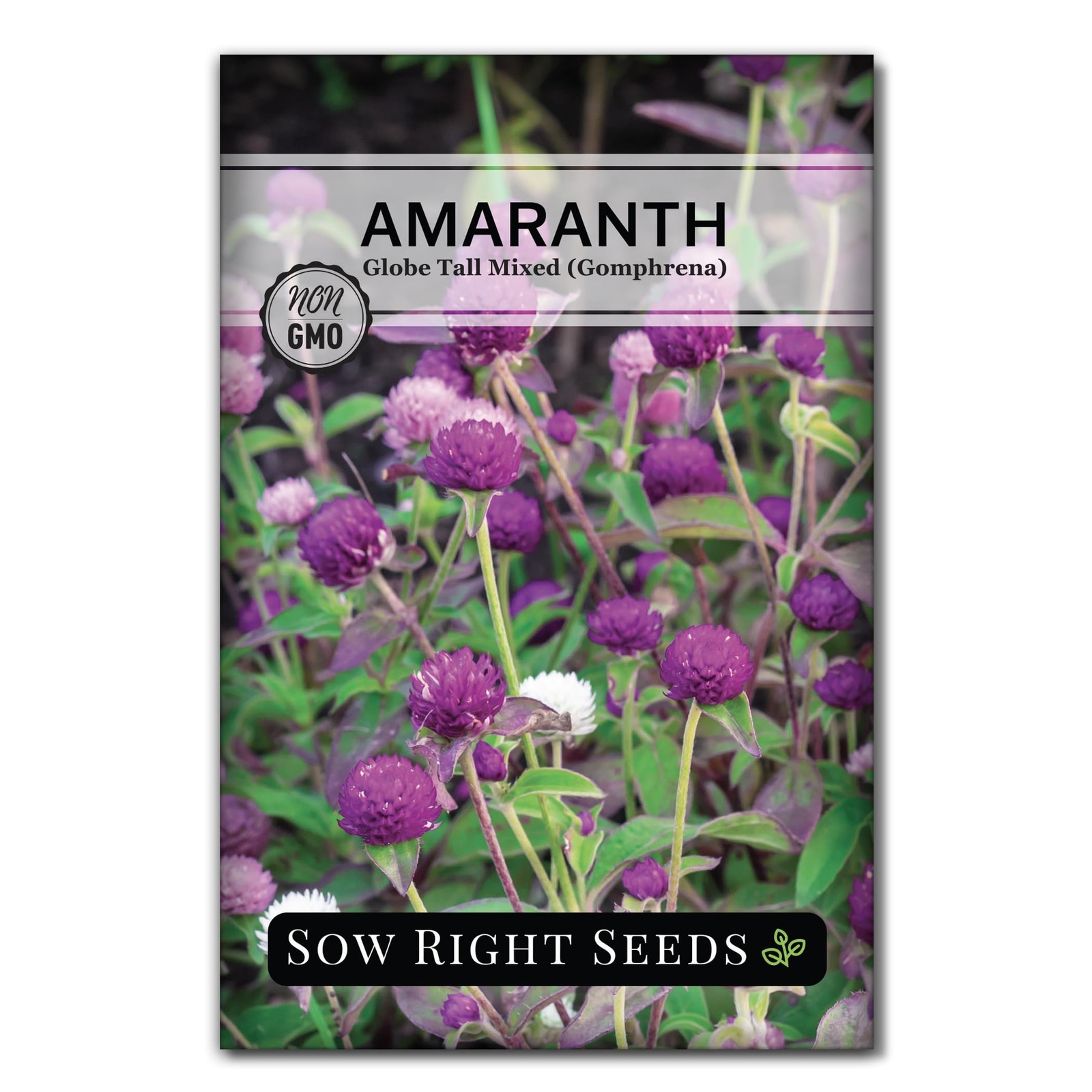 – Tall Mixed Globe Amaranth Seeds for Planting – Non-GMO Heirloom Packet with…