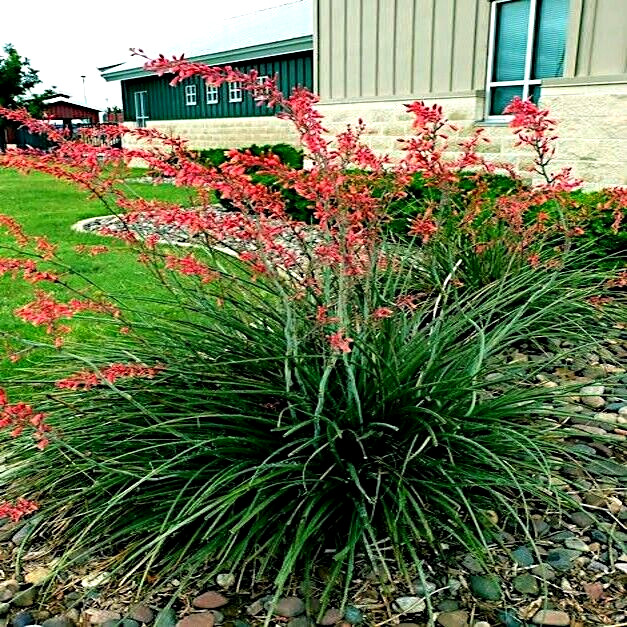 25 RED YUCCA SEEDS (Hesperaloe parviflora) Hummingbird & Butterfly Flower Plant