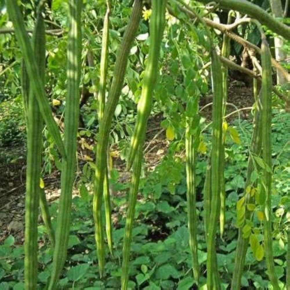 HighYield Moringa Seeds for Home Garden, Organic Farming, Fast Germination