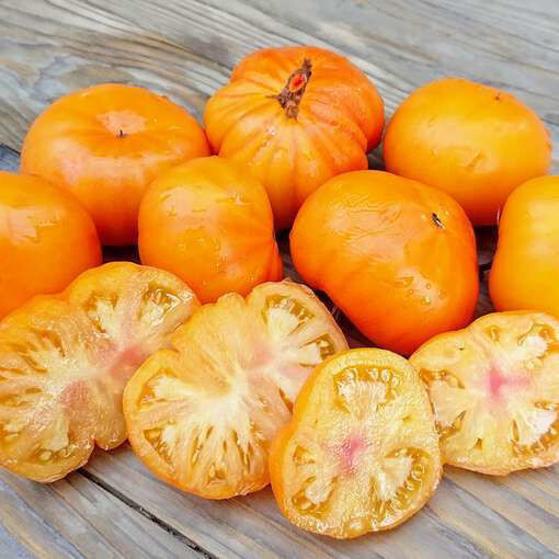50+ AZOYCHKA TOMATO SEEDS – FRESH FOR YOUR VEGETABLE GARDENS