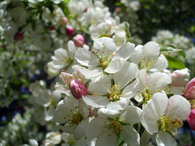 15+ INDIAN MAGIC CRAB APPLE SEEDS – Malus ” indian magic “