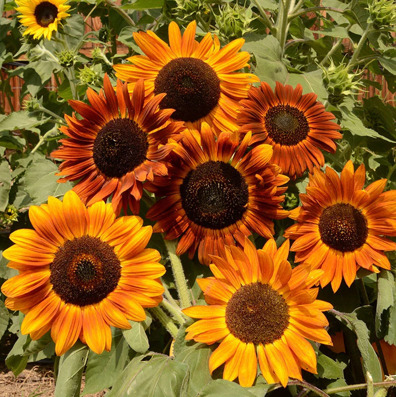 25+ EARTHWALKER SUNFLOWER SEEDS – HEIRLOOM – COLORFUL ——— RARE