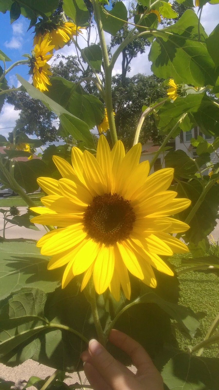 25+ Sunflower Seed 6-10′ Tall Branching Yellow Constant Bloom Organic Untreated
